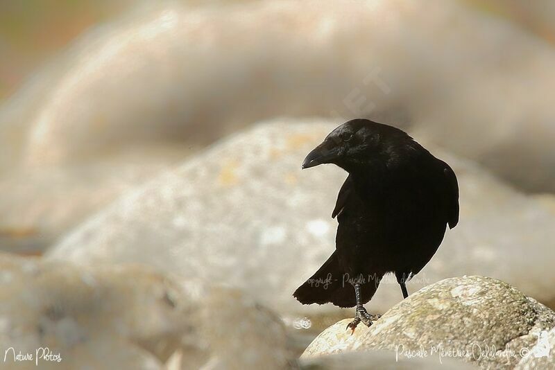 Carrion Crow