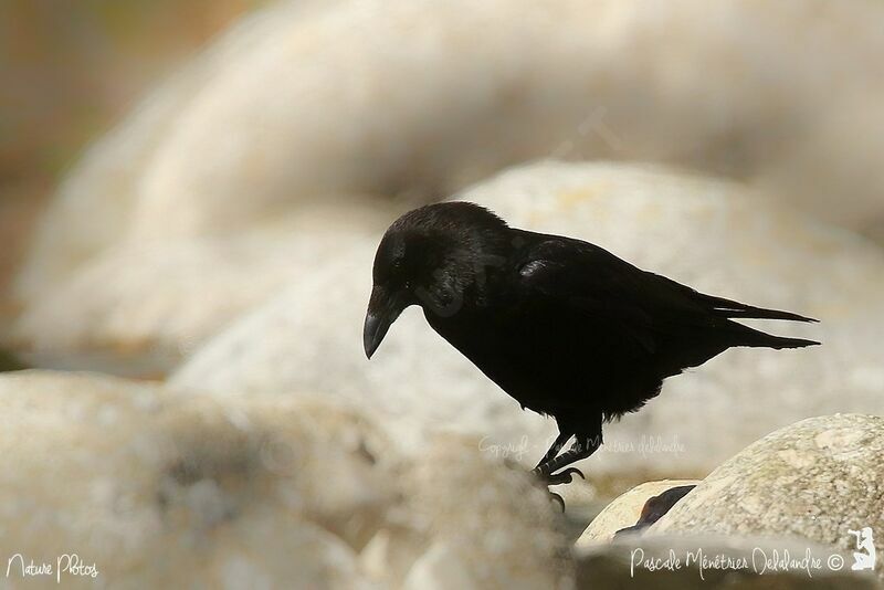 Carrion Crow