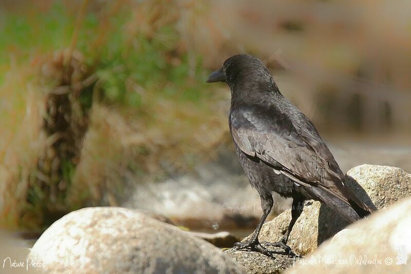 Carrion Crow