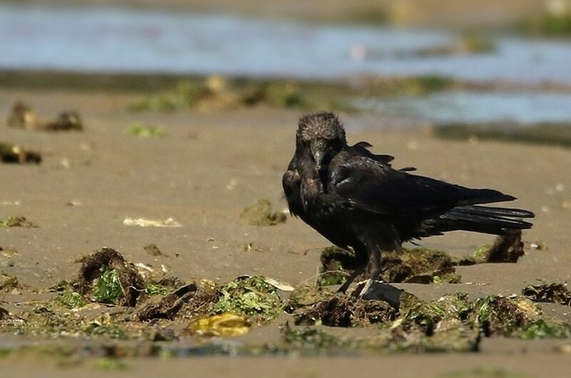 Carrion Crow