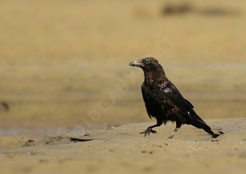 Carrion Crow