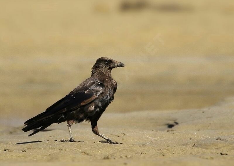 Carrion Crow