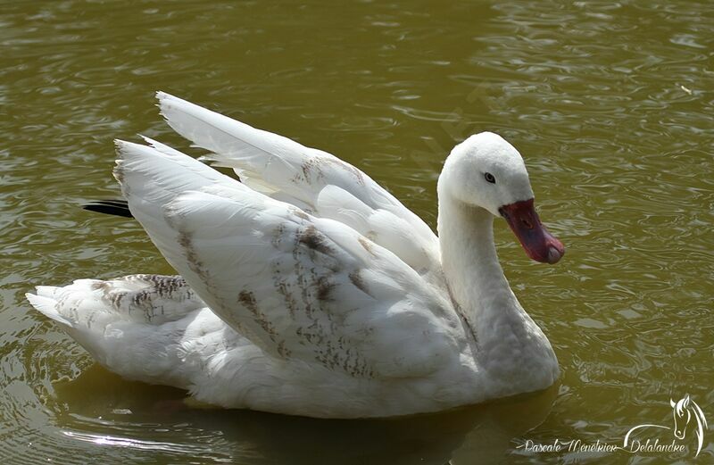 Coscoroba blancjuvénile