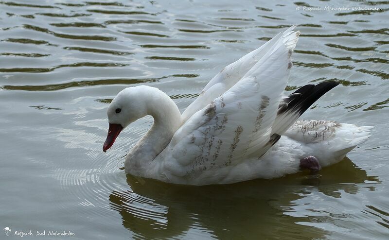 Coscoroba Swan