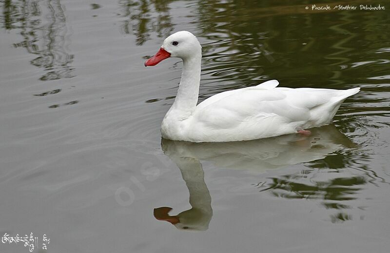 Coscoroba Swan