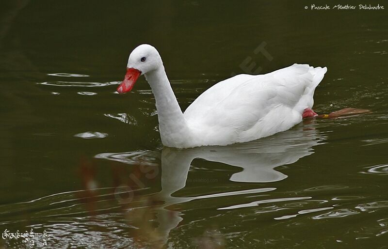 Coscoroba Swan