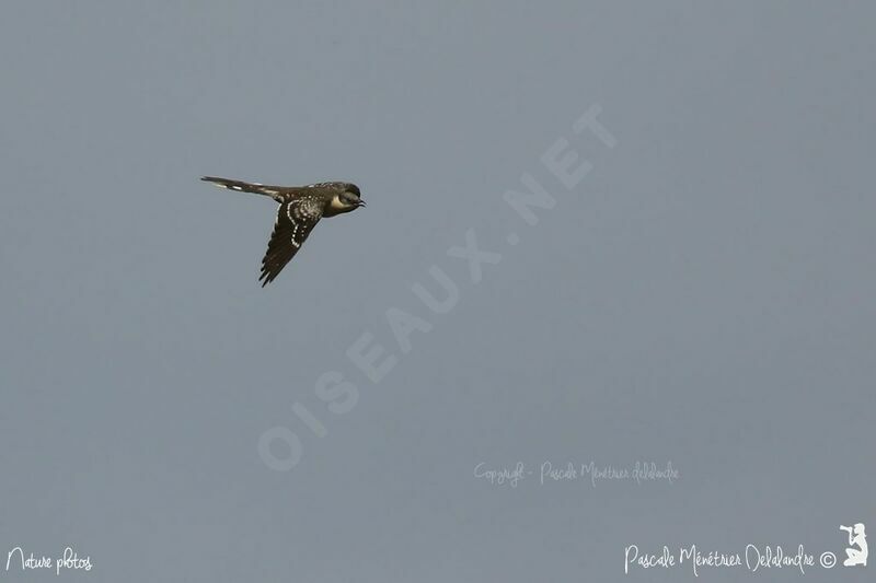 Great Spotted Cuckoo