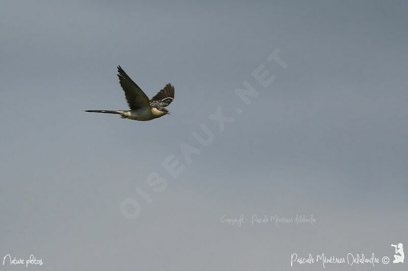 Great Spotted Cuckoo