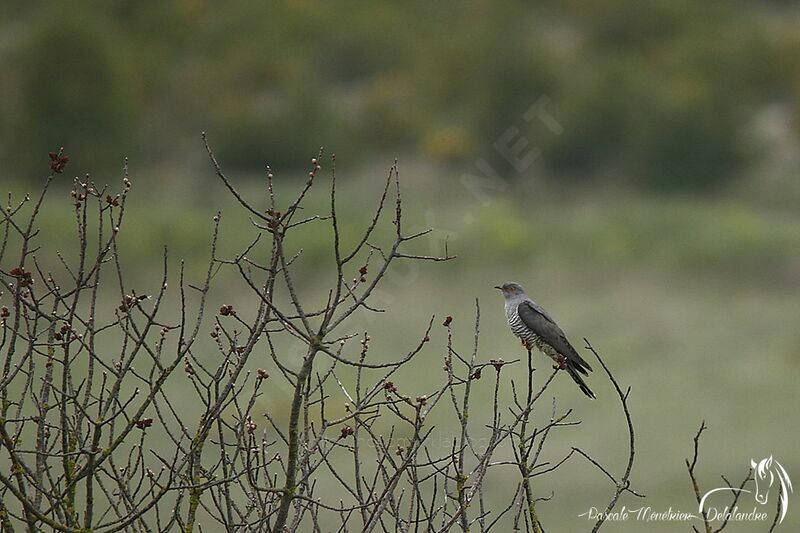 Common Cuckoo male