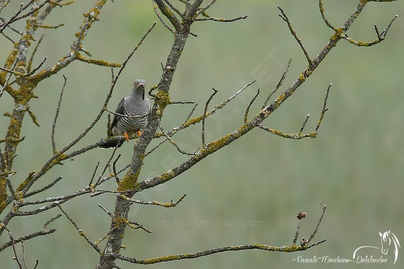 Coucou gris mâle