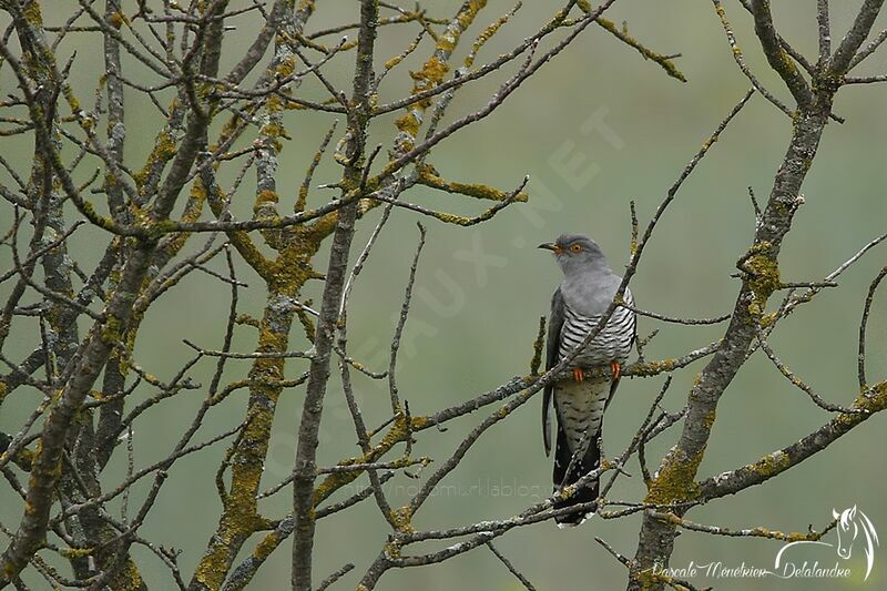 Common Cuckoo