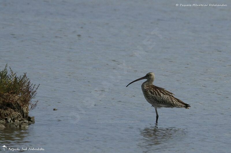 Eurasian Curlew