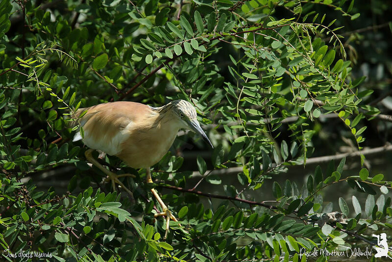 Crabier chevelu