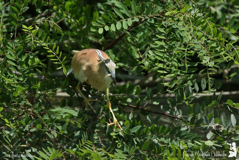 Squacco Heron