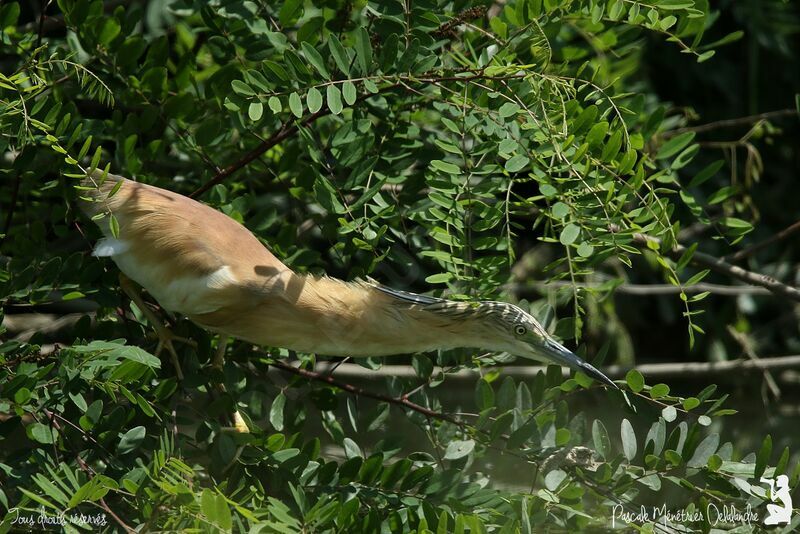 Squacco Heron