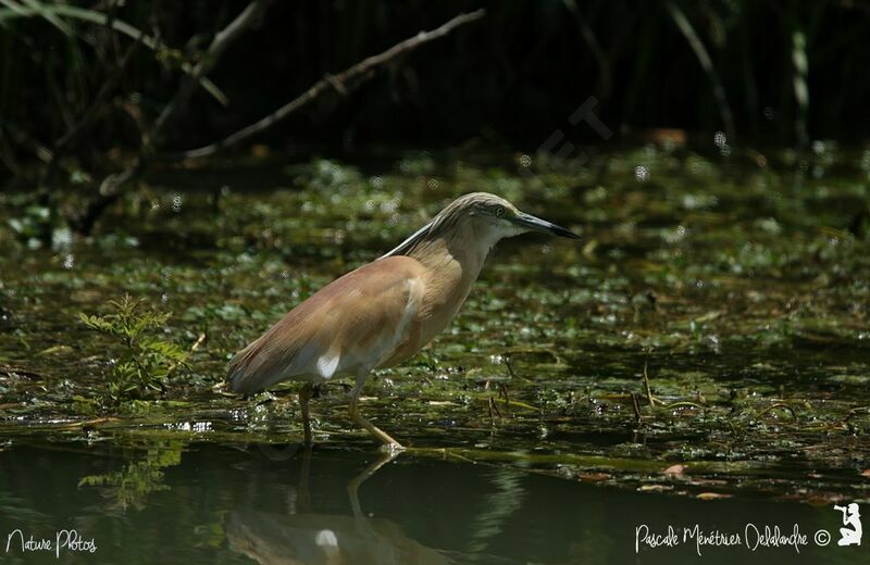 Squacco Heron