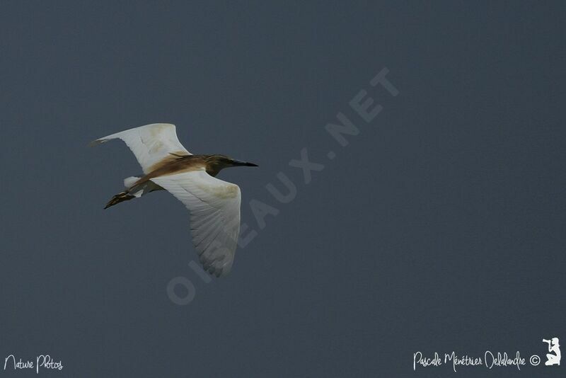 Squacco Heron