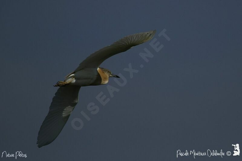 Squacco Heron