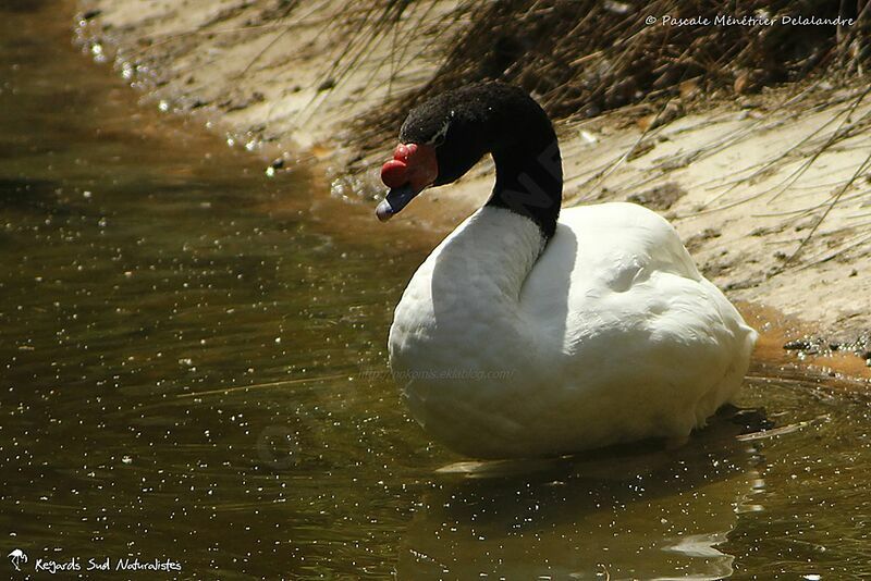 Cygne à cou noir