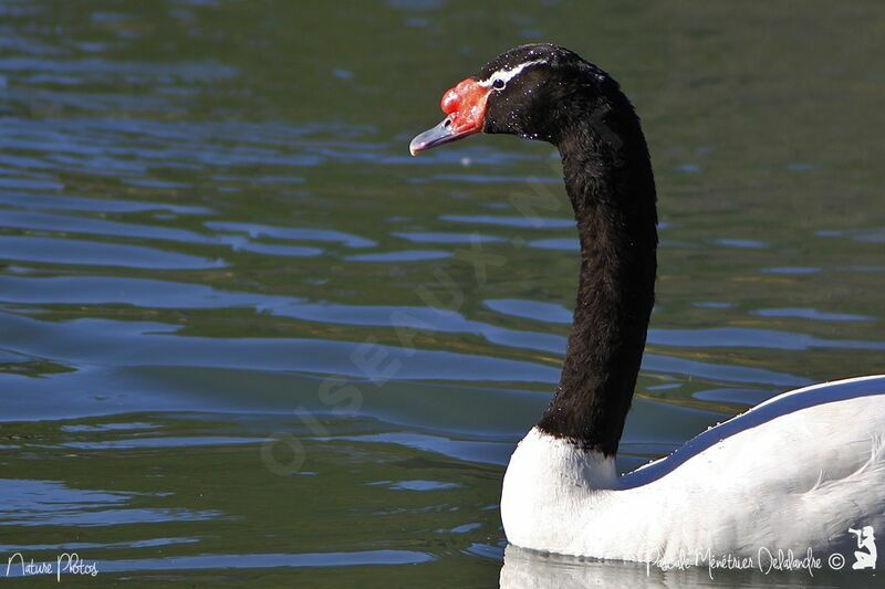 Cygne à cou noir