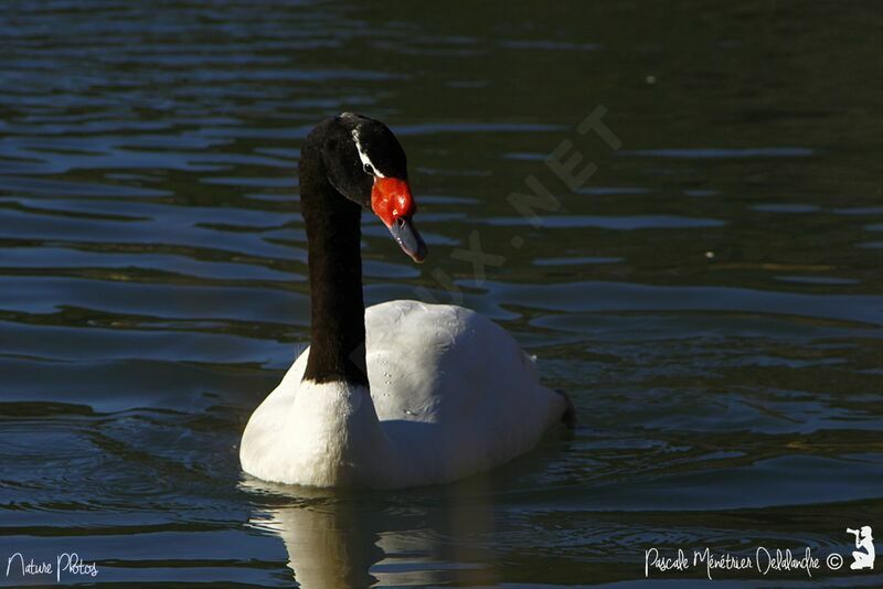 Cygne à cou noir