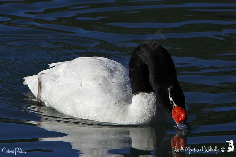 Cygne à cou noir