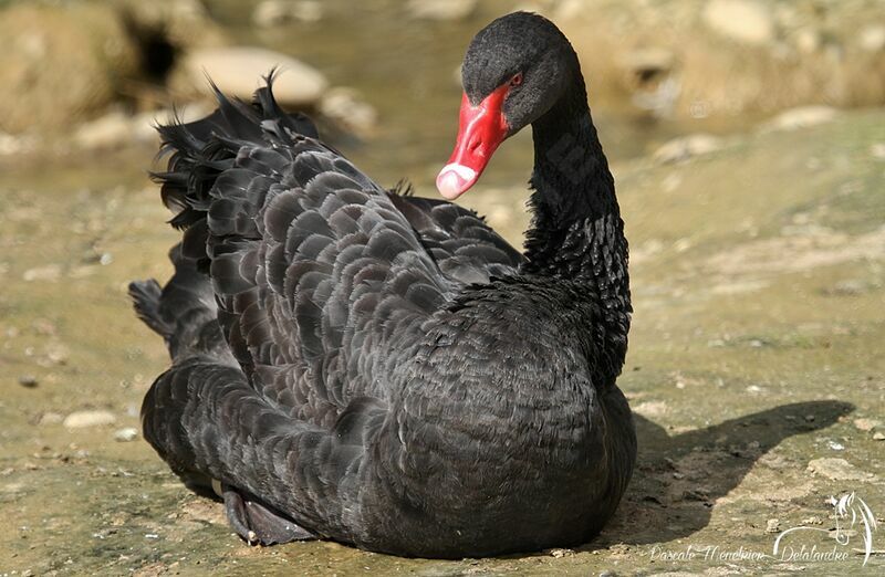 Cygne noir