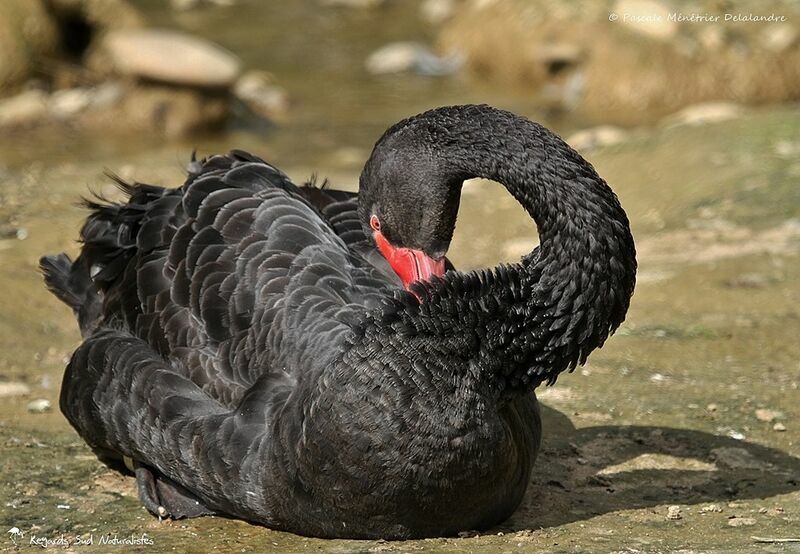 Cygne noir