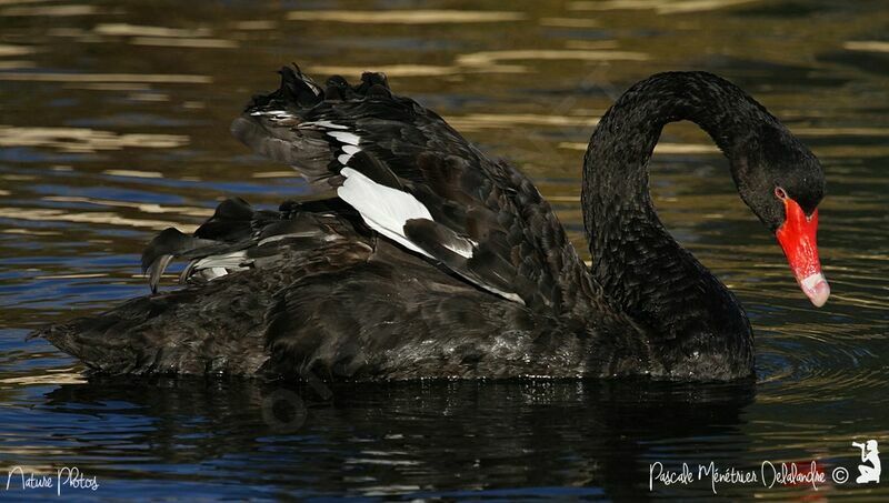 Cygne noir