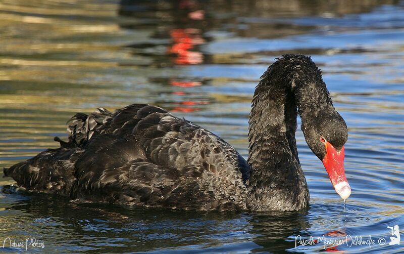 Black Swan