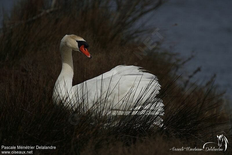 Cygne tuberculé