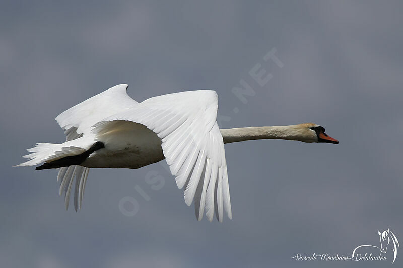 Mute Swan