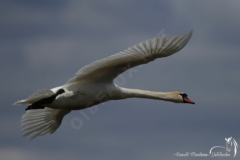 Mute Swan