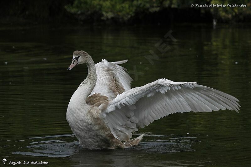 Cygne tuberculéjuvénile