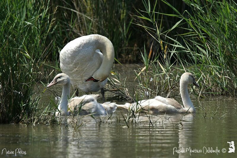 Cygne tuberculé