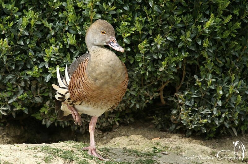 Dendrocygne d'Eyton