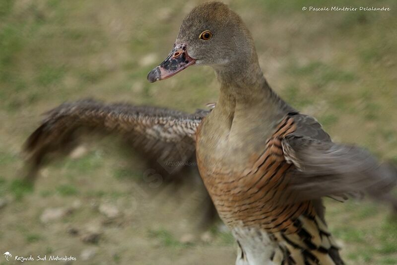 Plumed Whistling Duck