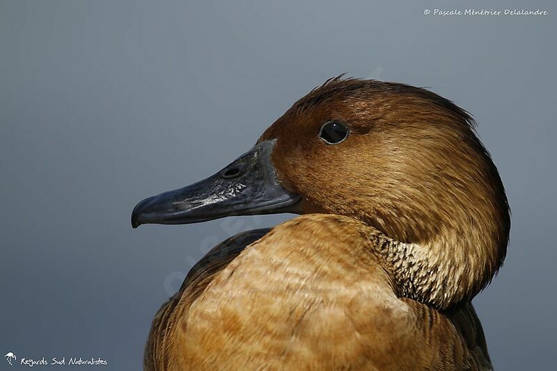 Fulvous Whistling Duck