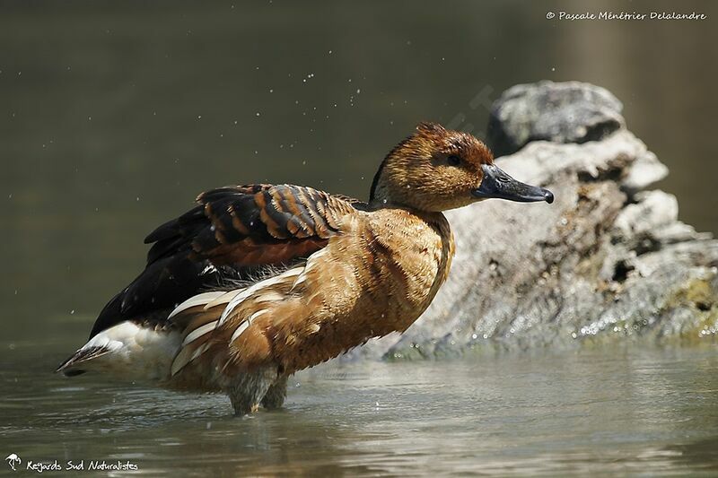 Dendrocygne fauve