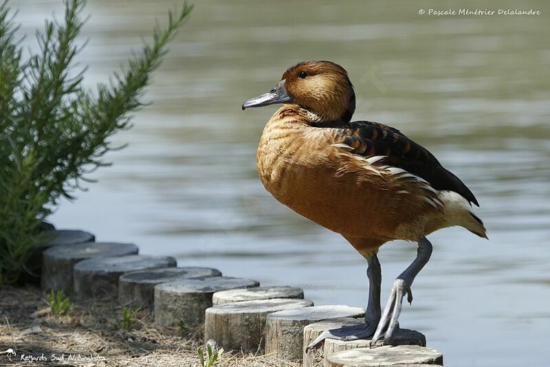 Fulvous Whistling Duck