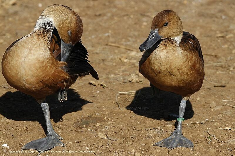 Fulvous Whistling Duck