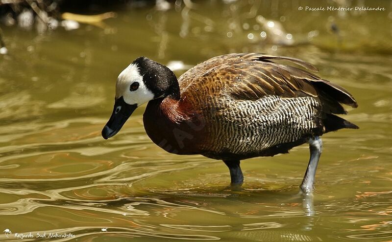 White-faced Whistling Duck