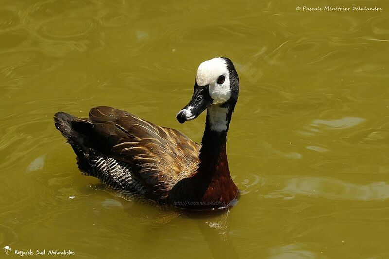 White-faced Whistling Duck