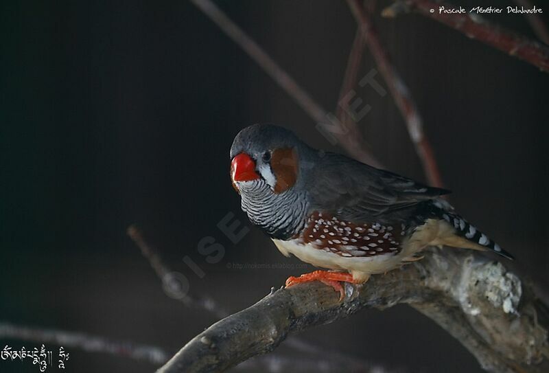 Sunda Zebra Finch