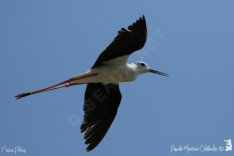 Black-winged Stilt