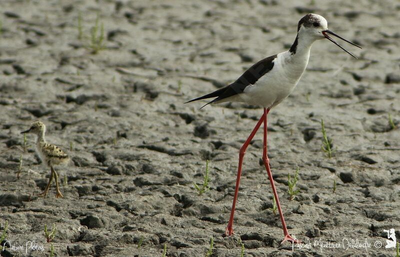 Black-winged Stilt