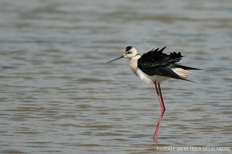 Black-winged Stilt