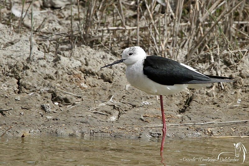 Black-winged Stilt