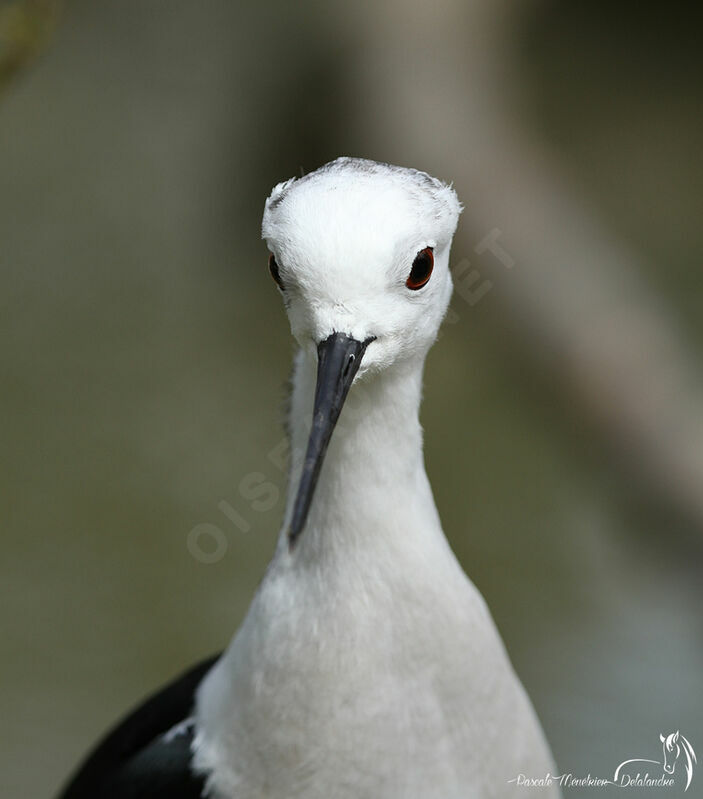 Échasse blanche