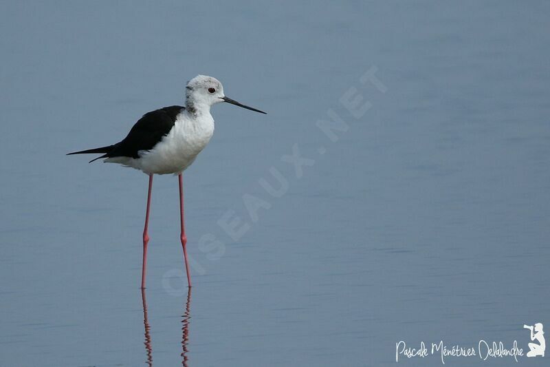 Black-winged Stilt